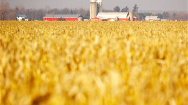 Les agriculteurs paieront plus cher pour acquérir de nouvelles terres