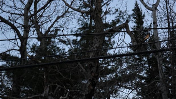 Le vent frappe aussi à Bois-des-Filion