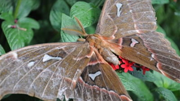 L'insectarium de Montréal emménage à Blainville