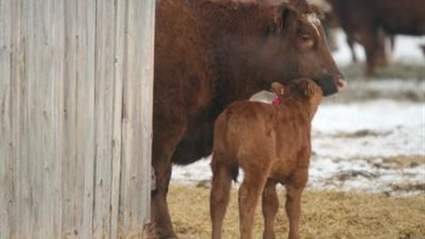 Des producteurs de porcs et de bovins sont au bout du rouleau
