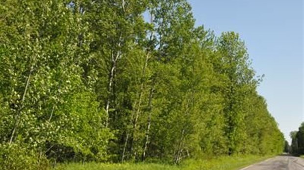 Reboiser pour mieux déboiser?