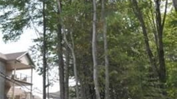 Blainville plantera beaucoup d'arbres