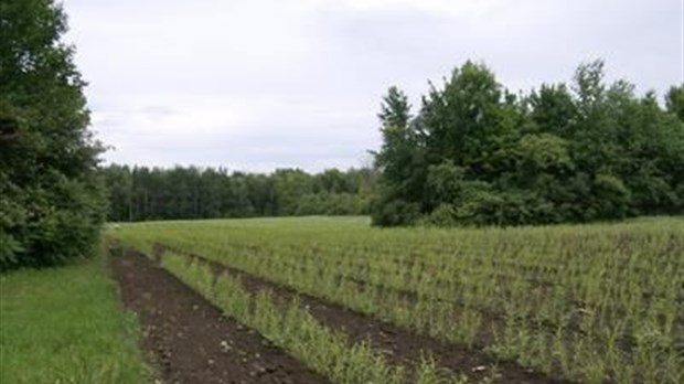 Projet Salix: un litige entre Boisbriand et des expropriés pourrait faire jurisprudence