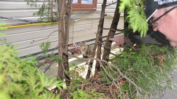 Des chats de « gouttière » envahissent son espace de vie