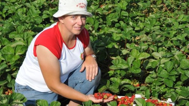 Les fraises ont pris beaucoup d’avance