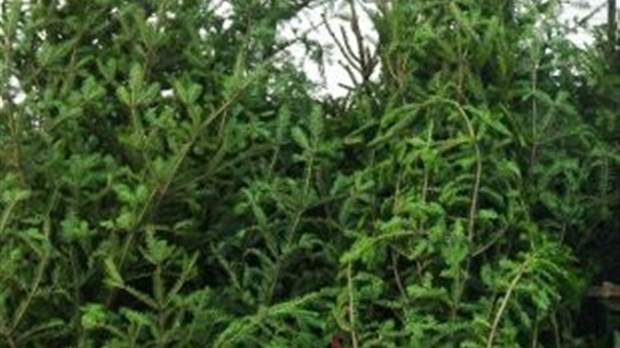 Les sapins de Noël bénéficient d’une deuxième vie