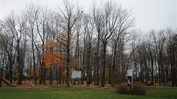 Une centaine de frênes abattus à Boisbriand 