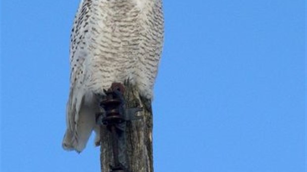 Guerre ouverte entre photographes et ornithologues