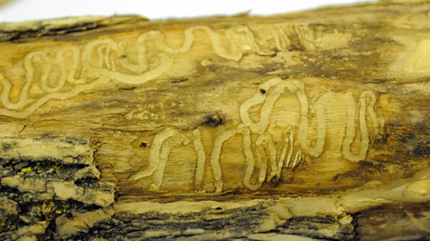 L’agrile du frêne menace plus de 5000 arbres