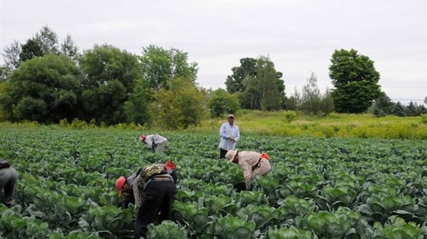 Les producteurs de la région peuvent souffler un peu