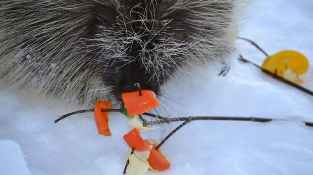 Froid : attention au bien-être et à la sécurité des animaux  