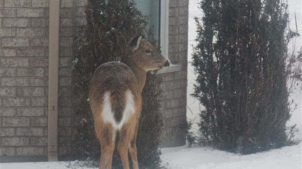 L'invasion de chevreuils fait encore jaser