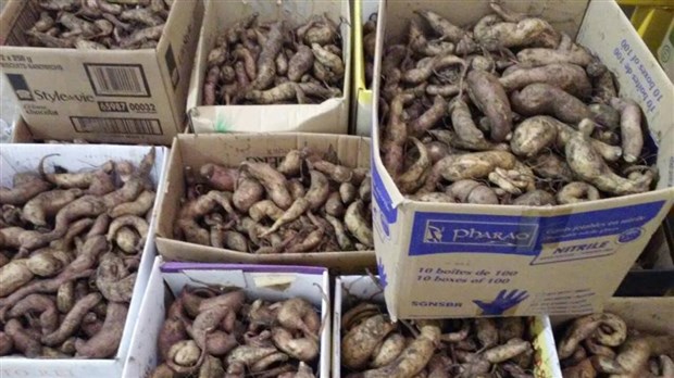 Blainville remet près de 200 kg de patates douces à Moisson Laurentides