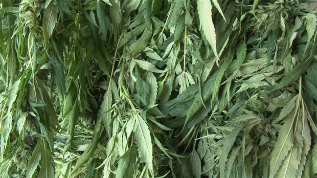 Important démantèlement dans les Laurentides