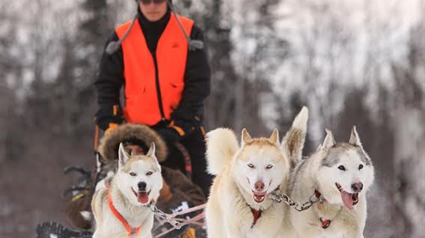 Randonnée en traîneaux à chiens à Sainte-Thérèse 