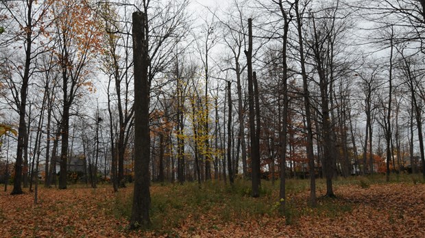 L'agrile du frêne détecté à Mirabel 