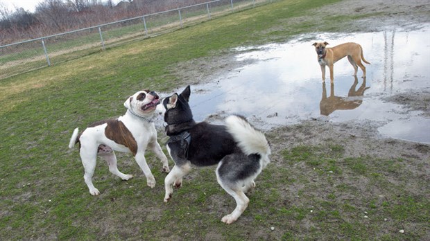 Les chiens maintenant autorisés dans les parcs de Lorraine 