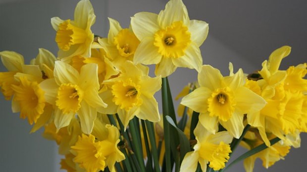 Des jonquilles symboliques