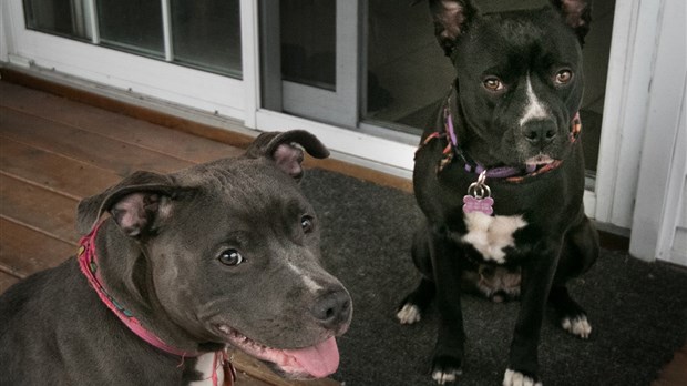 Elle se bat pour garder ses deux pitbulls