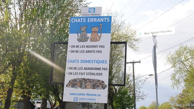 Controverse sur la campagne de sensibilisation des chats errants: Sainte-Thérèse retire ses pancartes
