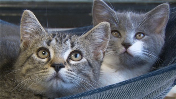 Chats errants: la controverse se transporte du côté de Mirabel  