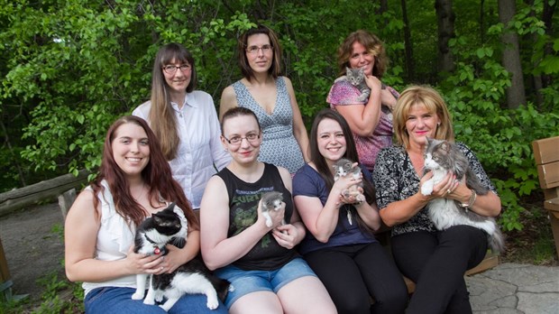 Surpopulation des chats errants: elles offrent une solution gagnante et responsable 