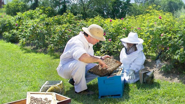 La meilleure entreprise apicole au monde est à Mirabel 