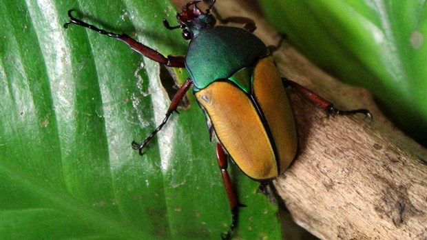 L’Insectarium de Montréal débarque à Blainville!