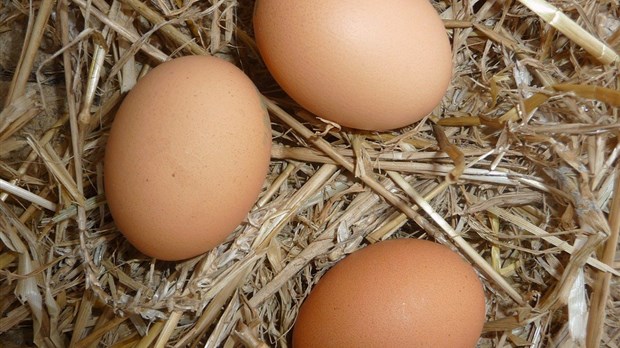 Saint-Colomban innove en autorisant les poulaillers urbains sur son territoire