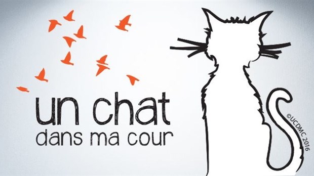 L’organisme Un chat dans ma cour voit le jour à Lorraine pour un contrôle éthique des chats errants