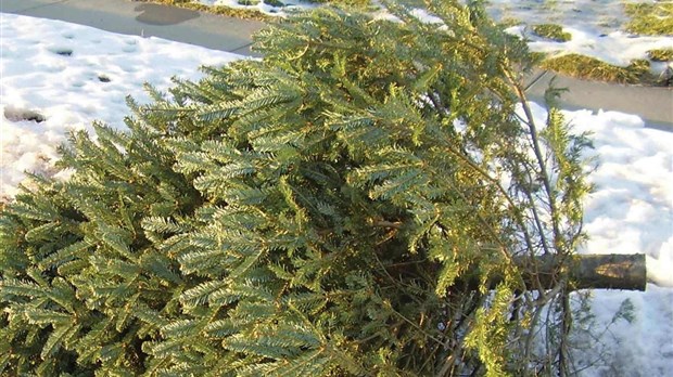 Arbressence récupère 25 000 sapins de Noël 