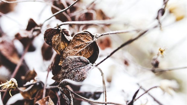 4 conseils d’aménagement paysager pour l’hiver