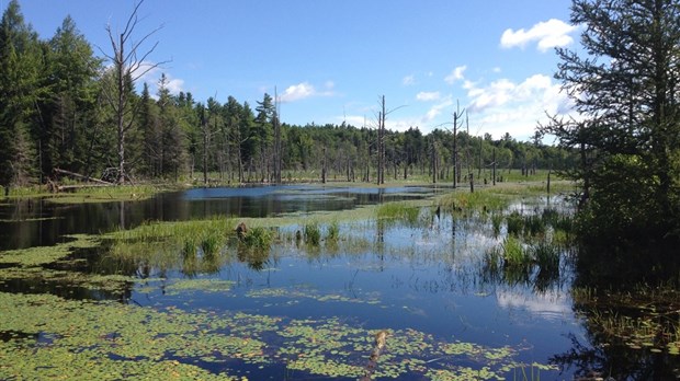 Saint-Colomban renforce la protection des milieux humides