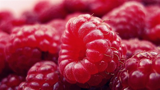 Norovirus : le MAPAQ rappelle des aliments à base de framboises crues surgelées