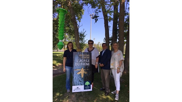 Rosemère participe à un projet pilote de lutte biologique contre l’agrile du frêne