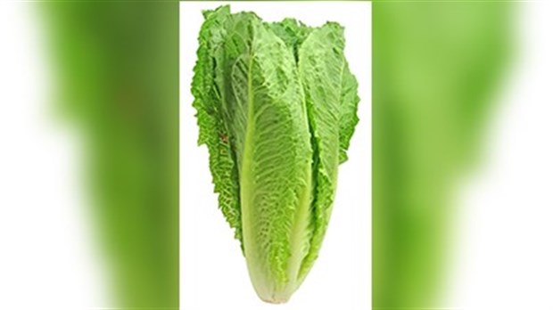 L'Agence de santé publique demande de ne plus consommer de laitue romaine