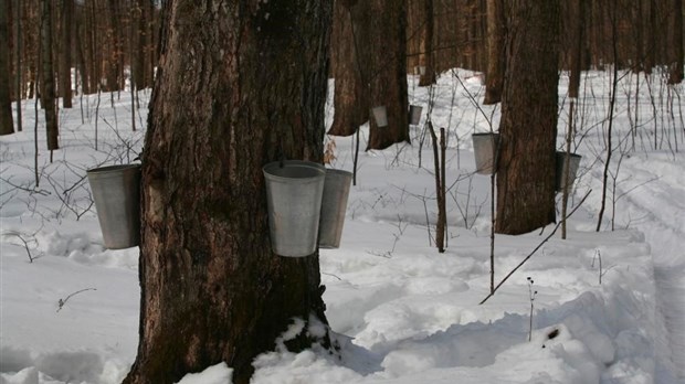 Le temps des sucres au Parc régional du bois de Belle-Rivière