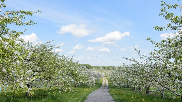 Célébrez le printemps sous les pommiers du Domaine Lafrance