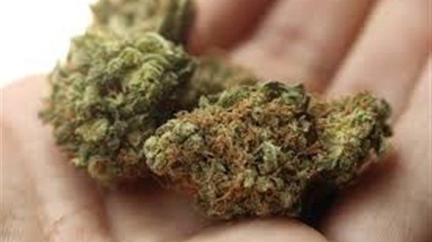 Les Rosemèrois seront sondés sur la légalisation du cannabis