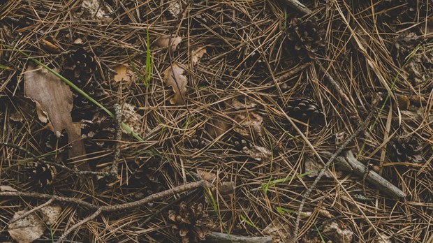 La Ville de Sainte-Thérèse offre à tous les citoyens un service de ramassage de branches