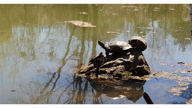 Des chercheurs de l’UQAM analysent les eaux souterraines des étangs du Jardin des Sources