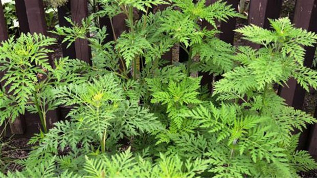 Comment agir contre le pollen et l'herbe à poux? 