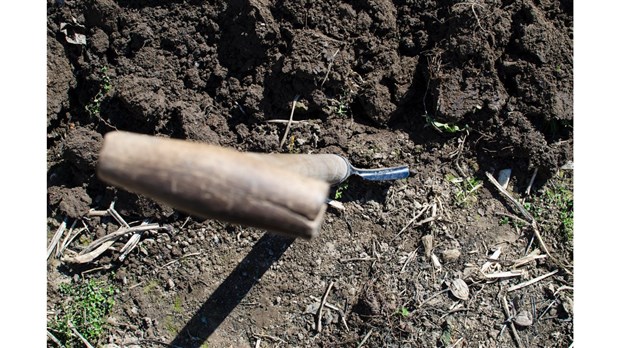 Herbe à poux : C’est le temps de l’arracher!