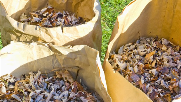 Les collectes automnales de résidus verts à Sainte-Thérèse