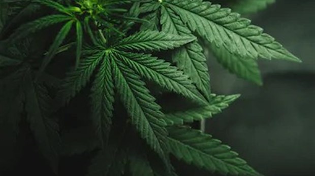 Deux arrestations de mineurs à Terrebonne liées à la drogue