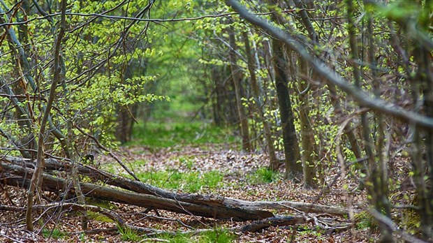 Lutter contre les changements climatiques en investissant dans les forêts