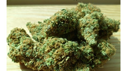 Opération policière:  près de 300 plants de cannabis ont été saisis