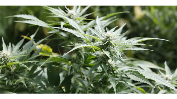 Opération policière liée à la production de cannabis à Sainte-Sophie 