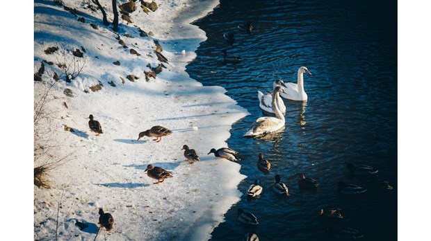 Au printemps, restez loin des cours d’eau gelés!
