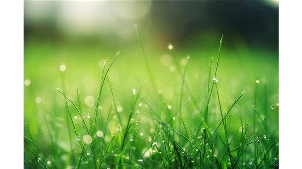 Quelques conseils pour obtenir une pelouse en santé 